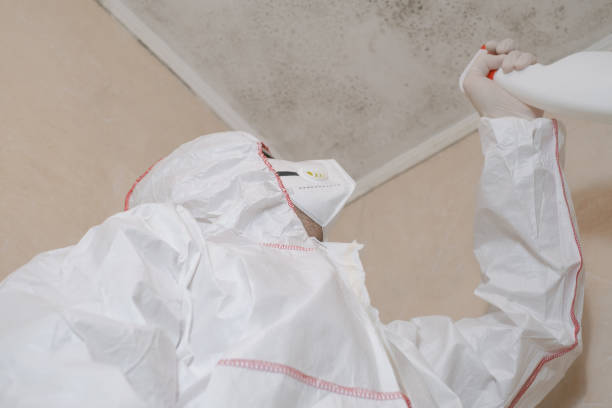 Best Mold Odor Removal Services  in USA